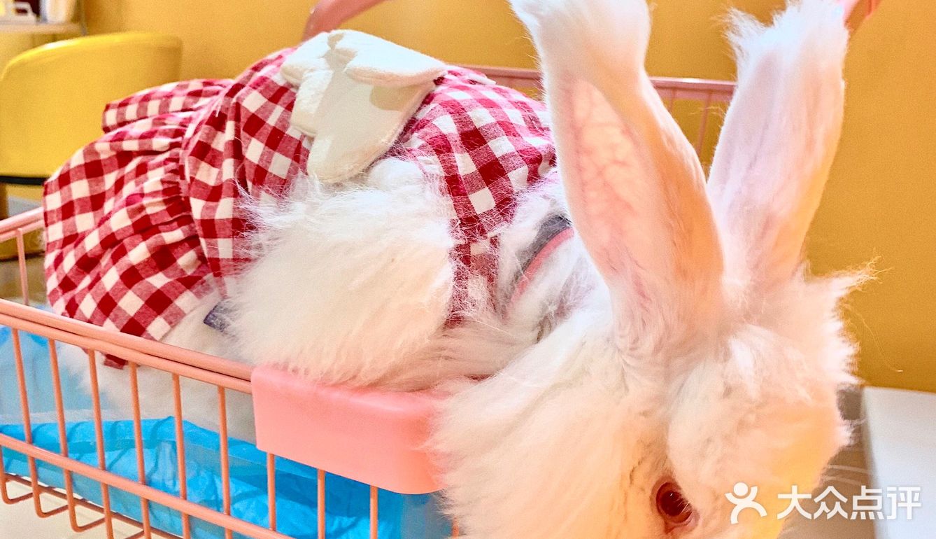 兔兔能有什么坏心思呢