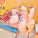 兔兔能有什么坏心思呢