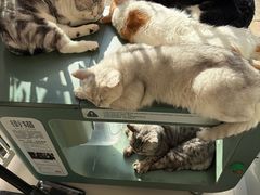 -平行世界·猫咖(首经贸店)