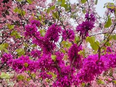 -济南国际园博园