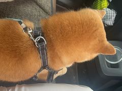 -纳吉亚猫专科动物医院·北北分院