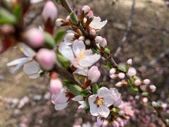 -长白岛森林公园