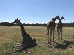 -威勒比开放式动物园