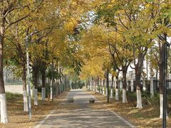 -金银湖国家城市湿地公园