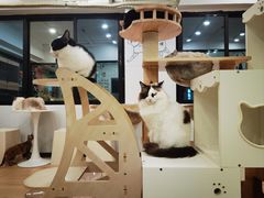 -有喵·猫咖·狗咖·30几只猫10只小狗(岗厦店)