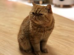 -猫和宫(六道口店)