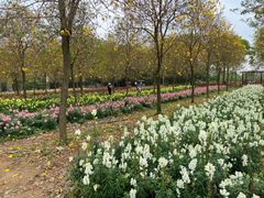 -天适樱花悠乐园