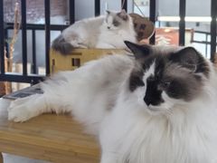 -豆逗聊愈猫阁Easy Life