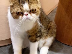 -瞄一喵猫咖(格力海岸店)