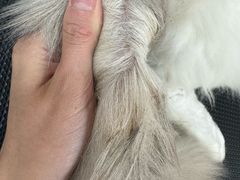 -唐小姐の私宠·宠物洗护美容·撸猫馆·购宠(周浦万达旗舰店)