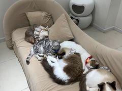 -怪兽屋·羊驼·猫咖·狗咖(俊华广场店)