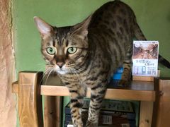 -猫猫幼稚园·撸猫·桌游·电玩