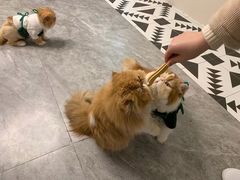-More Fun猫咖 二十只万元加菲主题