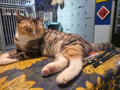 -平行世界·猫咖(首经贸店)