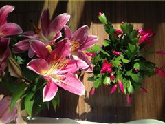 -双季花艺园艺市场(浦东店)
