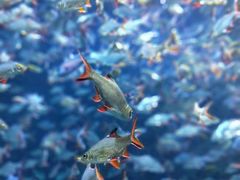 -成都浩海立方海洋公园