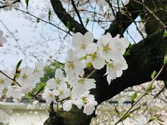 -武汉大学-樱园