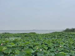-七的湖·晚芳亭·阳澄湖农家菜·大闸蟹(莲花岛店)