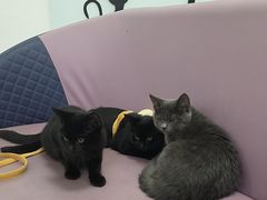 -北京观赏动物医院·24小时大型综合·猫专科·异宠专科