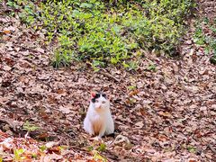 -上海佘山国家森林公园天马山园