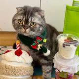 奈雪🎄车厘子圣诞树！送的宠物围脖实在太可爱啦