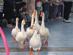 -海合安武汉极地海洋公园