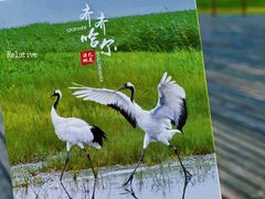 -黑龙江扎龙生态旅游区