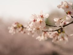 -顾村公园
