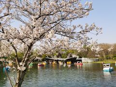 -上海共青森林公园