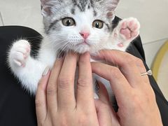 -lincat·猫舍(广州店)