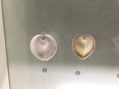 -青岛贝壳博物馆
