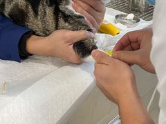 -佳雯宠物医院(四明中路分院)