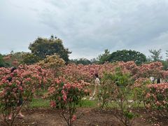 -中国科学院西双版纳热带植物园