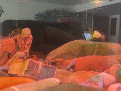 -灵龟之家百象馆(百象馆联合旗舰店)