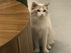 -飞行喵MR PILOT|猫舍·猫咖(静安大融城店)