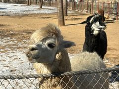 -大连森林动物园