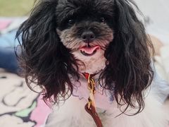 -PETKIT 小佩宠物·低压洗护·美容·寄养(安远店)