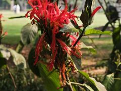 -中国科学院西双版纳热带植物园