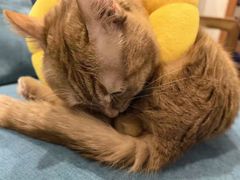 -天使宠物医院·犬猫分诊(彩虹店)