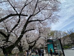 -矢场猪(名古屋站三井楼北馆店)