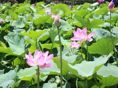 -莲花池公园