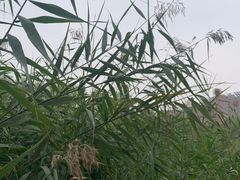 -大兴滨河森林公园