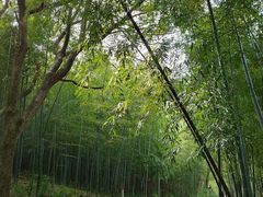 -杭州半山国家森林公园