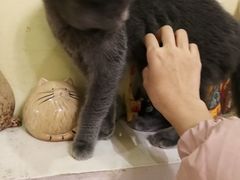 -猫色咖啡·猫咖