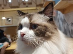 -滚猫咖啡·猫咖·猫友好撸猫(未来城店)