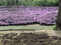 -沈阳植物园