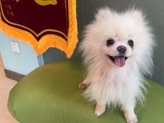 -瑞派申生动物医院·24H夜诊·国际动物医疗中心·骨外科(吴中路店)