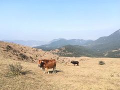 -大姆山草场