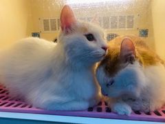 -猫十亿·布偶金渐层·曼基康矮脚猫舍(青年路店)