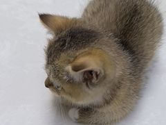 -中农国际动物医院24小时·猫科·骨科·急重症中心